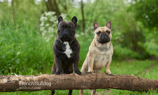 French Bulldog: Personality, Traits & Ideal Owners