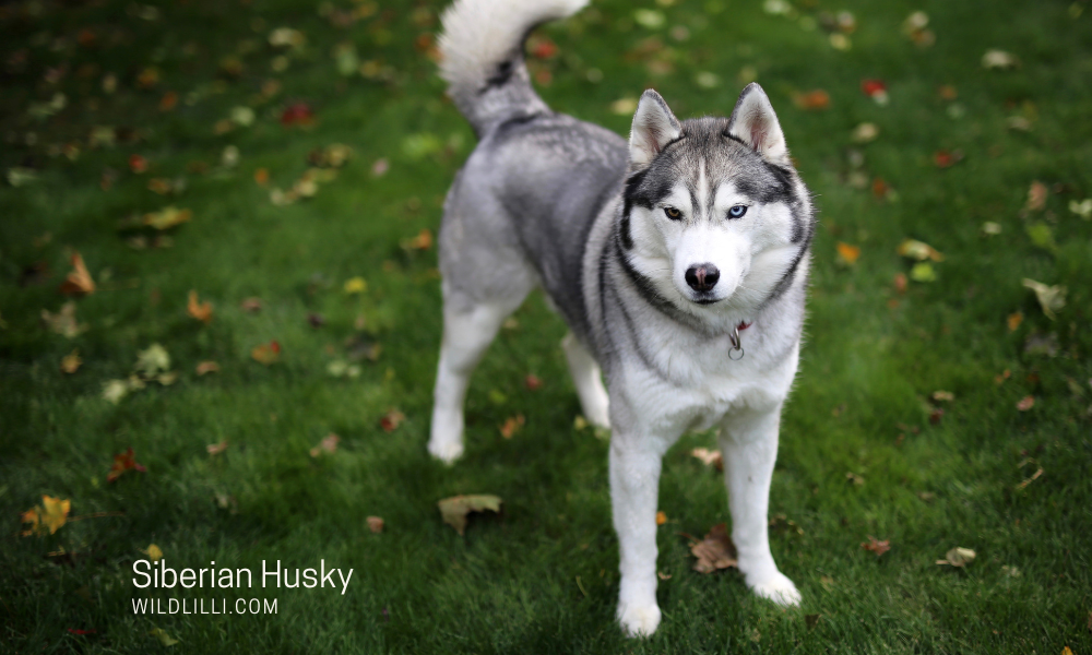 Siberian Husky: Personality, Traits & Ideal Owners
