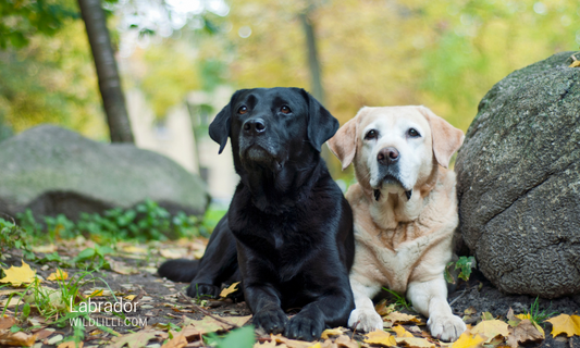 Should You Get a Labrador Retriever?