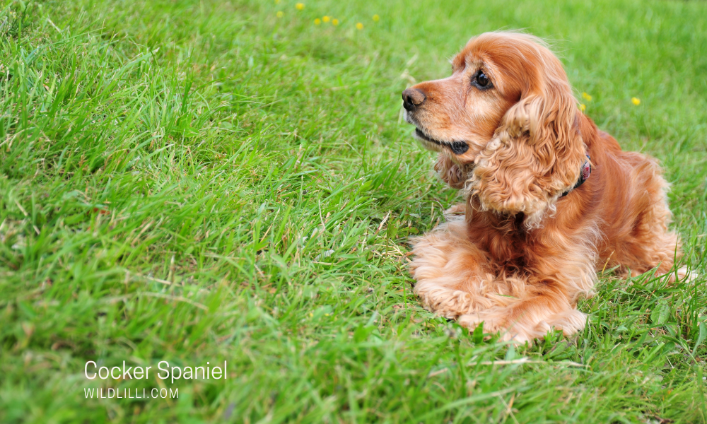 Cocker Spaniel: Personality, Traits & Ideal Owners