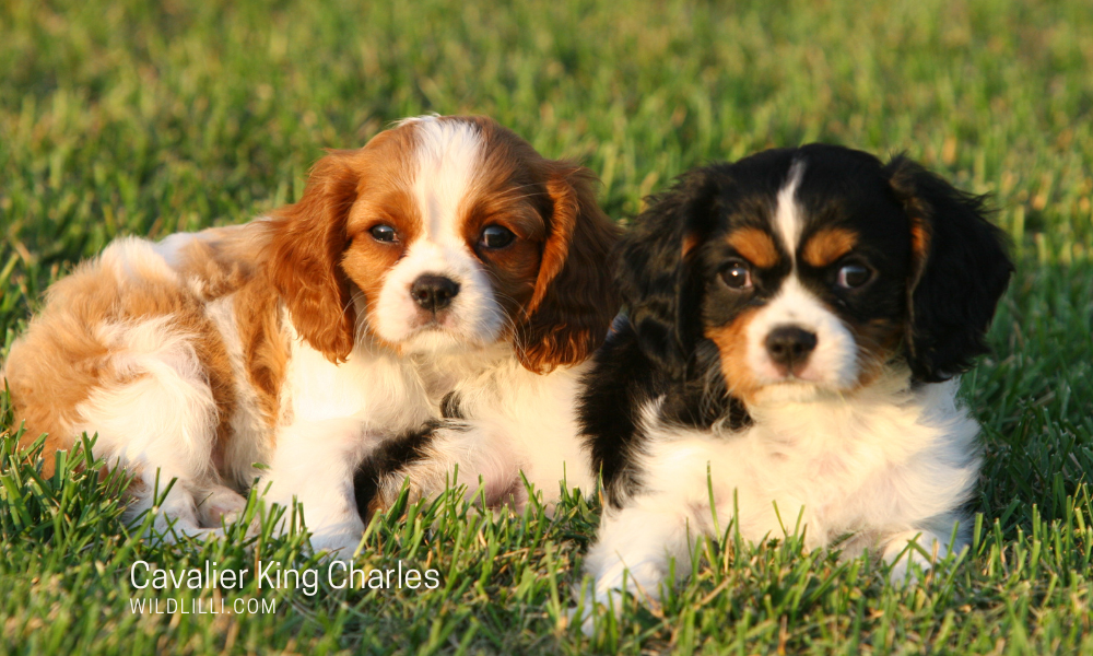 Should You Get a Cavalier King Charles Spaniel?