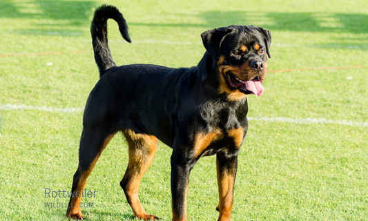 Rottweiler: Personality, Traits & Ideal Owners