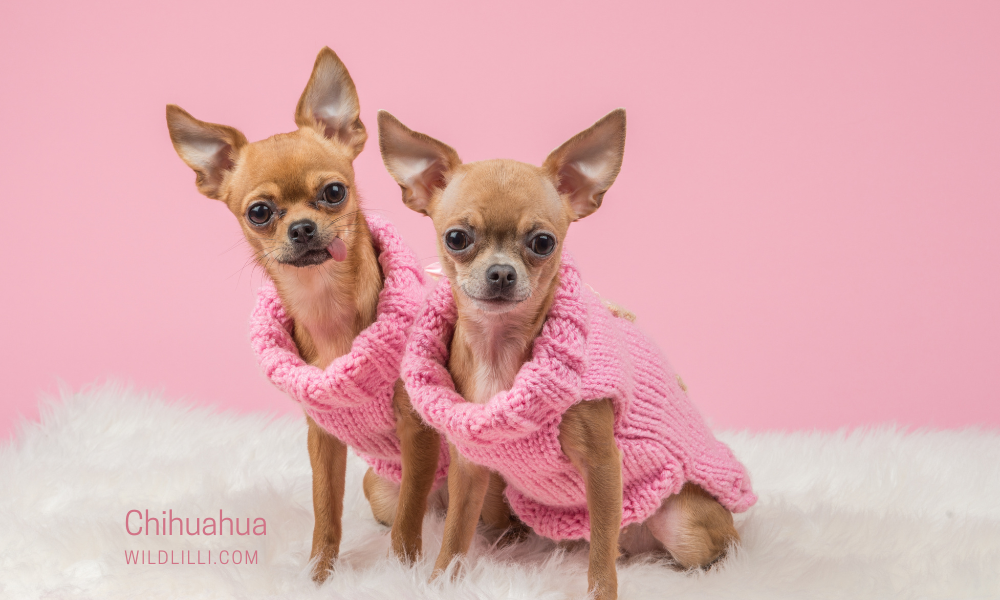 Chihuahua: Personality, Traits & Ideal Owners