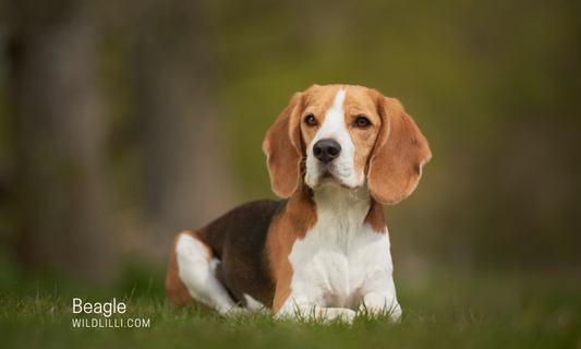Beagle: Personality, Traits & Ideal Owners