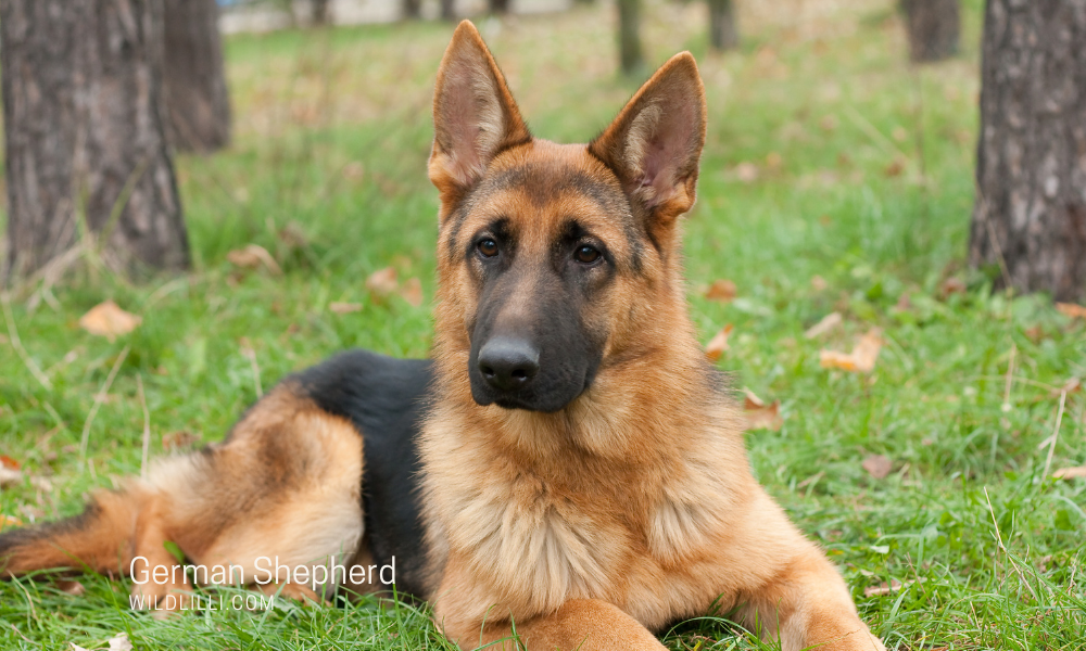 German Shepherd: Personality, Traits & Ideal Owners