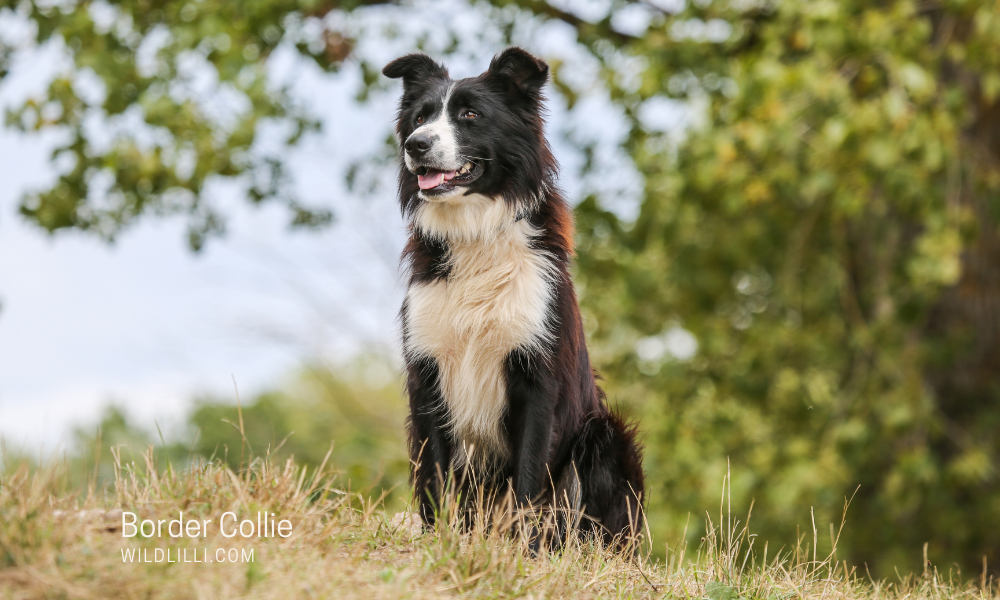 Border Collie: Personality, Traits & Ideal Owners