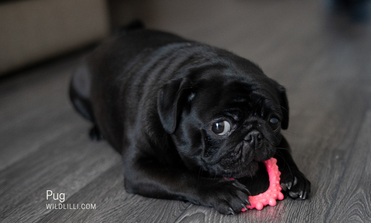 The Pug: Personality, Traits & Ideal Owners