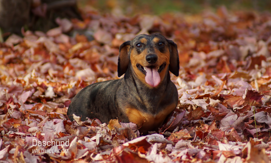 Dachshund: Personality, Traits & Ideal Owners