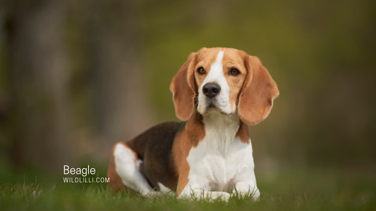 Should You Get a Beagle?