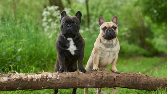 Should You Get A French Bulldog