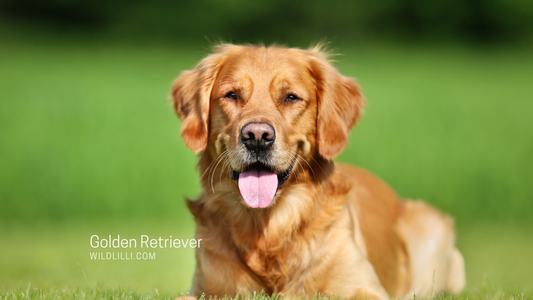 Should You Get A Golden Retriever?