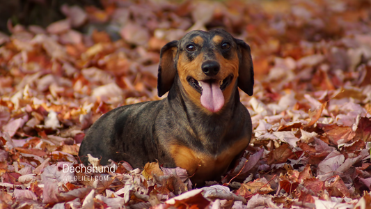 Should You Get a Dachshund?