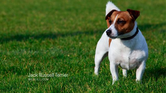 Should You Get a Jack Russell Terrier?