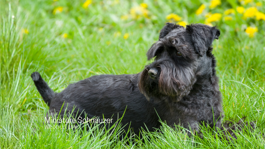 Should You Get a Miniature Schnauzer?