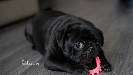 Should You Get A Pug?
