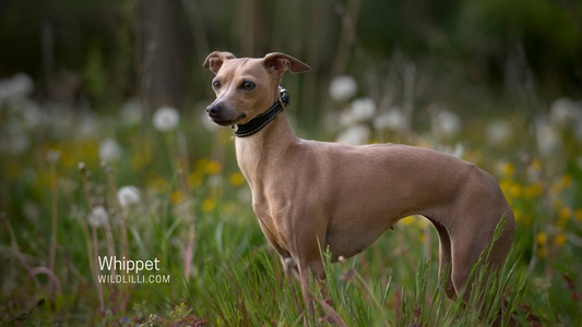 Should You Get a Whippet?